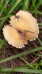 Stropharia coronilla