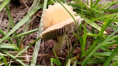 Stropharia coronilla