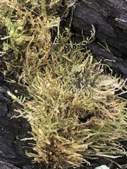 Amblystegium serpens