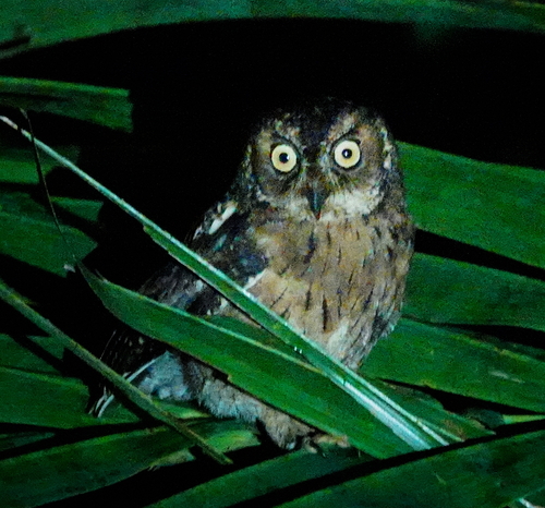 Moluccan Scops Owl (Otus magicus), photo 10