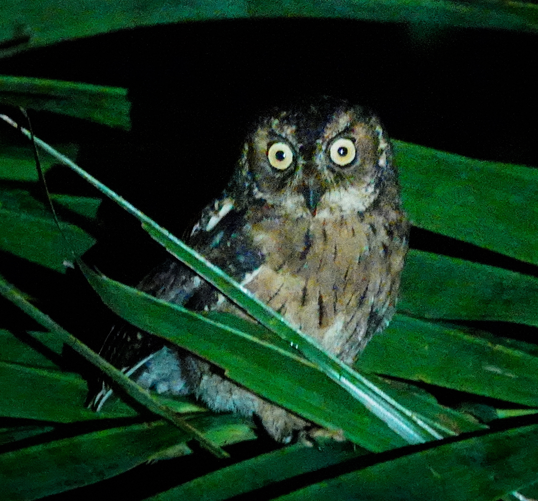 Moluccan Scops Owl (Otus magicus), photo 7