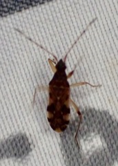 Ozophora picturata