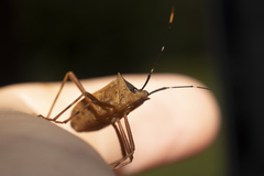 Leptoscelis elongator