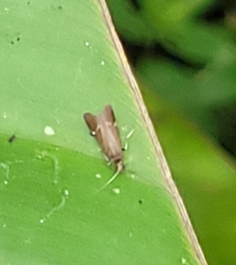 Glossosomatidae