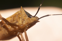 Leptoscelis elongator