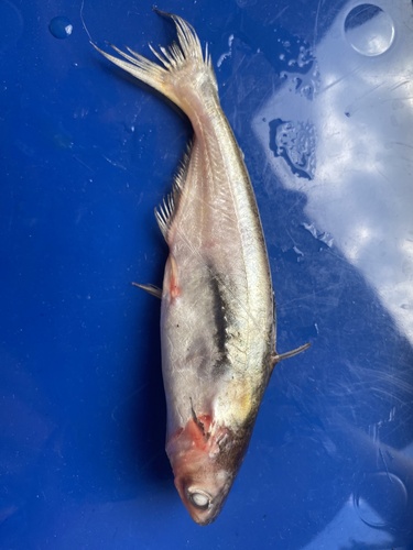 Manytooth shark catfish (Pangasius polyuranodon) — Pangasiidae