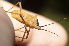 Leptoscelis elongator