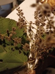 Heliocarpus americanus