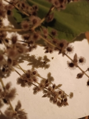 Heliocarpus americanus