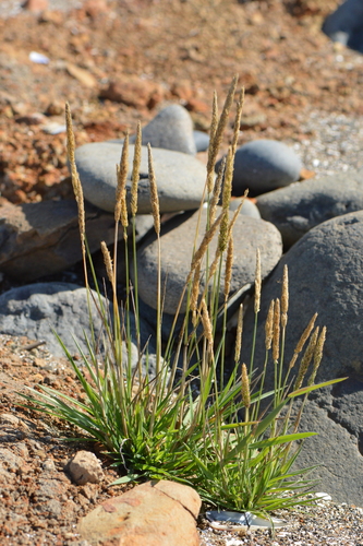 Image of Agrostis exarata by (c) David Anderson, some rights reserved (CC BY)