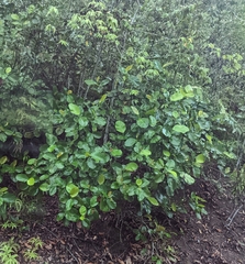 Dillenia suffruticosa