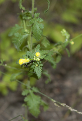 Aureolaria pedicularia