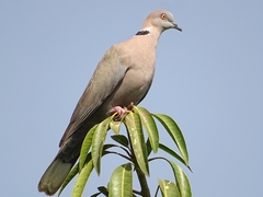 Streptopelia decipiens