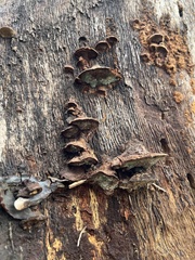 Fuscoporia gilva