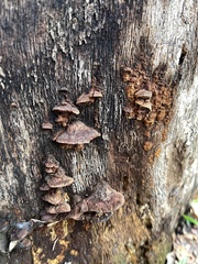 Fuscoporia gilva
