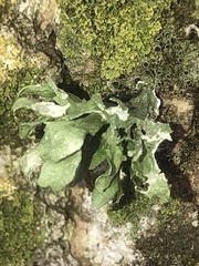 Ramalina sinensis