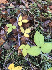 Rubus occidentalis