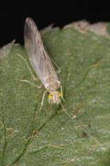 Xanthocaecilius sommermanae