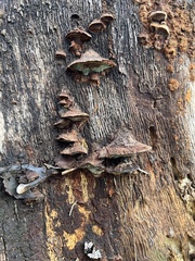 Fuscoporia gilva