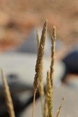 Agrostis exarata