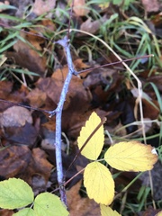 Rubus occidentalis