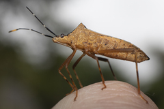 Leptoscelis elongator