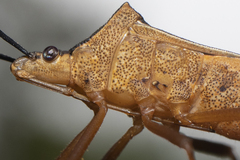 Leptoscelis elongator