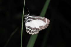 Psychonotis caelius