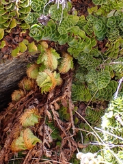 Polystichum cystostegium