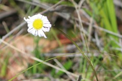 Allittia uliginosa