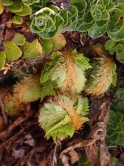 Polystichum cystostegium