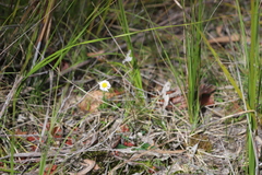 Allittia uliginosa