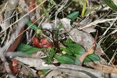 Allittia uliginosa