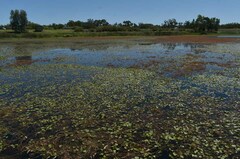 Potamogeton sulcatus