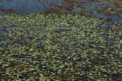 Potamogeton sulcatus