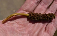 Potamogeton sulcatus