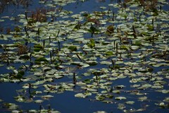 Potamogeton sulcatus