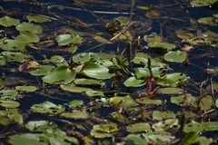 Potamogeton sulcatus