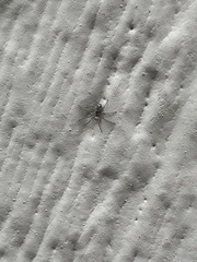 Oecobius maculatus