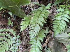 Diplazium wichurae