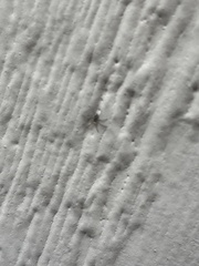 Oecobius maculatus