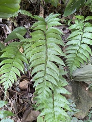 Diplazium wichurae