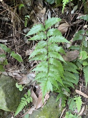Diplazium wichurae
