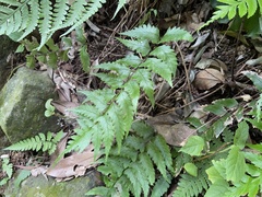 Diplazium wichurae