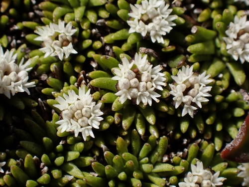 Abrotanella inconspicua Hook.fil.