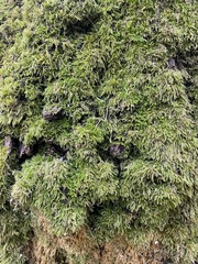 Eurhynchium striatum