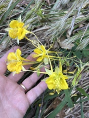 Aquilegia longissima