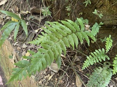 Diplazium wichurae