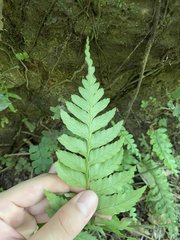 Diplazium wichurae