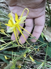 Aquilegia longissima